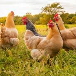 Compra Pollo intero bio Naturaplan ca. 1kg a un prezzo conveniente